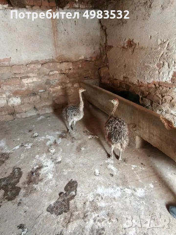 Африкански щраус, снимка 4 - други­ - 56565779
