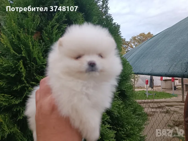 Померан/Померани , снимка 7 - Померан - 56741093