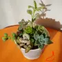 Сукуленти микс вкоренени, снимка 2