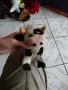Меки / плюшени играчки - стари, снимка 9
