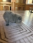 6 британски котенца късокосмести , снимка 5