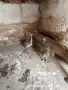 Африкански щраус, снимка 4