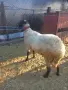 продавам млад коч, снимка 2