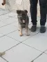 Две момичета немски овчарки!, снимка 11