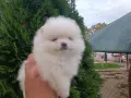 Померан/Померани , снимка 7