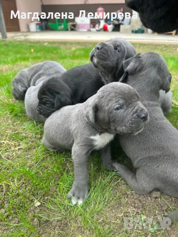 Чистокръвни бебета Кане Корсо, снимка 5 - Кане корсо - 56745337