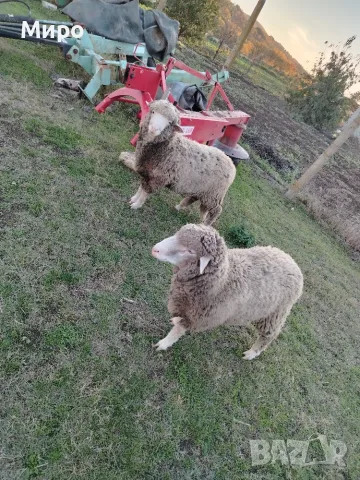 Продаван 2 мъжки агнета