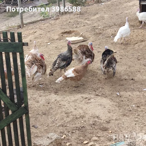 Пуйки,Пуяци Мисирки , снимка 3 - Кокошки и пуйки - 56645331
