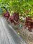 Бутикови сортове грозде, снимка 15