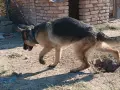 Продавам немска овчарка , снимка 10