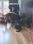 томи котарак търси нов Дом, снимка 3