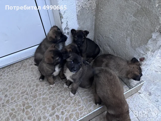 подарявам малки кученца , снимка 4 - Други - 56656092