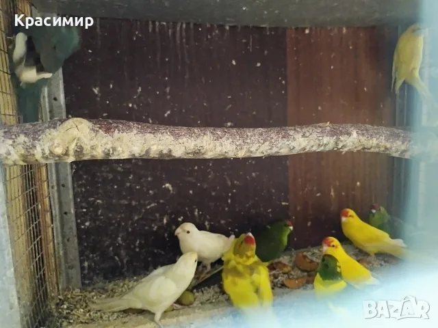 различни видове птици , снимка 7 - Папагали - 56565502