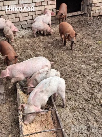 Прасенца дюрок и бели