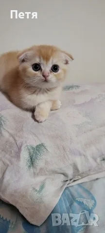 Разкошни шотландски котенца, снимка 5 - Британска късокосместа - 56688456