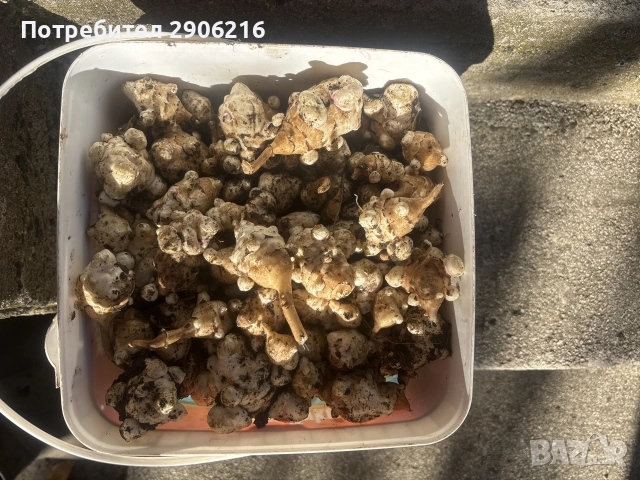 Земна ябълка грудки, снимка 2 - Домашни продукти - 52432940