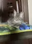 Мейн куун породисти котенца, снимка 4