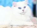МАМА ,ТАТИ И БЕБЕ .ЕЛИТНИ РОДИТЕЛИ, снимка 3