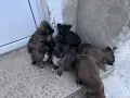 подарявам малки кученца , снимка 4