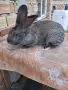 Мъжки заек за разплод, снимка 2