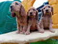 Английски кокер шпаньол, снимка 2