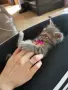 томи котарак търси нов Дом, снимка 6
