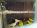 различни видове птици , снимка 7