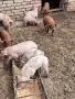Прасенца дюрок и бели, снимка 1