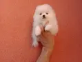 Бяло момченце. Померанче., снимка 3