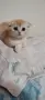 Разкошни шотландски котенца, снимка 5
