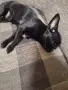 Чихуахуа момиче , снимка 3