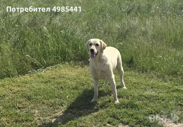 Лабрадор ретривър отгледани женски, снимка 10 - Лабрадор ретривър - 56595046