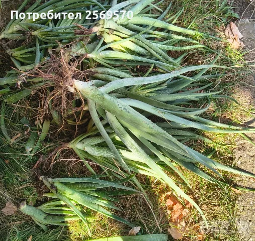 🌿 ПРОДАВАМ ЛЕЧЕБНО АЛОЕ ВЕРА 🌿 , снимка 4 - Стайни растения - 56662282