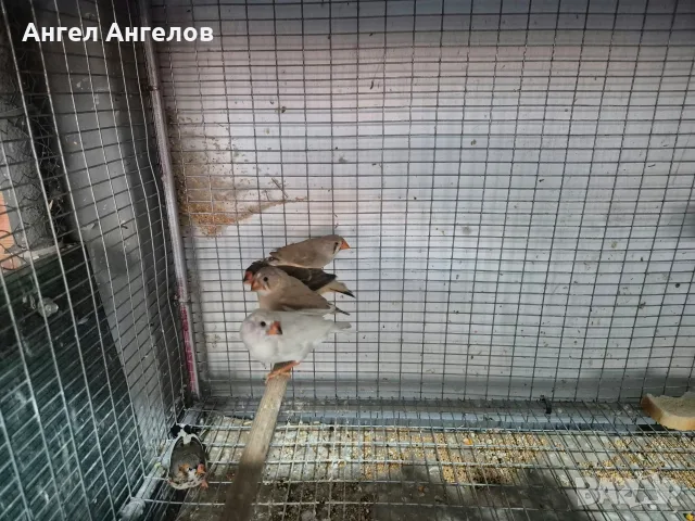 амадини зеброви амадини , снимка 6 - Амадини - 56600584