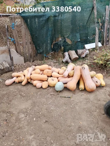 Продавам Био Тикви. Собствено производство 