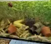 Аксолотъл//Амбистома, снимка 1