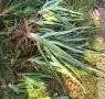 🌿 ПРОДАВАМ ЛЕЧЕБНО АЛОЕ ВЕРА 🌿 , снимка 4