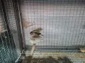 амадини зеброви амадини , снимка 6