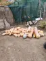 Продавам Био Тикви. Собствено производство , снимка 1