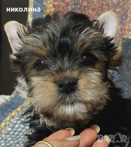 Продавам йоркширски териер , снимка 10 - Йоркширски териер - 56617002