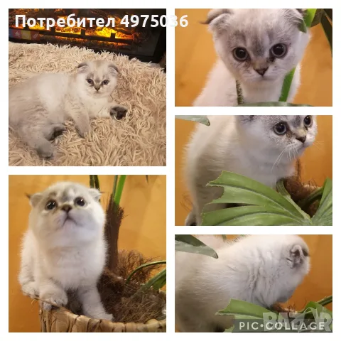 сребьрна клепоуха чинчила момиче 