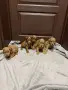 кавапу той пудел , снимка 6