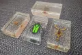 Колекция насекоми, снимка 1