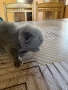6 британски котенца късокосмести , снимка 2