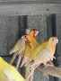 По договаряне! Розели, снимка 8