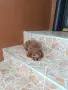 Мини Пудел Момченца., снимка 4