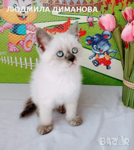 Шотландско мъжко със сини очи , снимка 6 - Британска късокосместа - 56666438