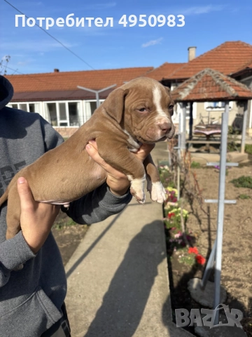 American Pitbull Terier X American Bully