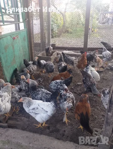 Петли млади  много красиви хубави20 евро 💶 брой 🐓🐓🐓🤟🤟🤟продават се 6 петела 