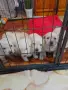 Кученца Лабрадор Ретривър , снимка 4